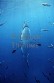 Great White Shark (Carcharodon carcharias) Great White Shark (Carcharodon carcharias)