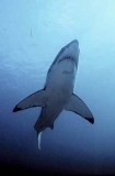 Great White Shark (Carcharodon carcharias) Great White Shark (Carcharodon carcharias)