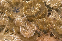 Upside-down Jellyfish (Cassiopeia andromeda) Upside-down Jellyfish (Cassiopeia andromeda)