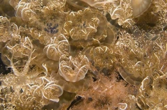 Upside-down Jellyfish (Cassiopeia andromeda)