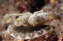 Upside-down Jellyfish (Cassiopeia andromeda) Upside-down Jellyfish (Cassiopeia andromeda)
