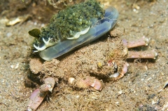 Swimmer Crab (Portunus sp. Portunidae family) Swimmer Crab (Portunus sp. Portunidae family)