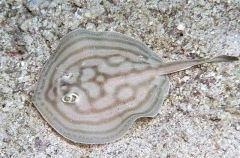 Concentric Stingaree (Urobatis concentricus) Concentric Stingaree (Urobatis concentricus)