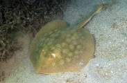Haller's Round Ray (Urobatis halleri) Haller's Round Ray (Urobatis halleri)