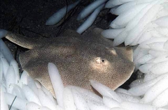 Haller's Round Stingaree (Urolophus halleri)