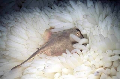 Haller's Round Stingaree (Urolophus halleri)