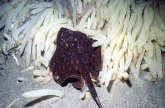 Haller's Round Stingaree (Urolophus halleri)