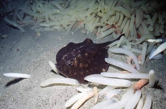 Haller's Round Stingaree (Urolophus halleri)