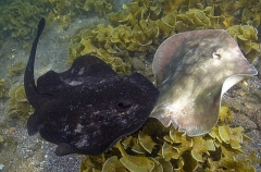 Haller's Round Rays (Urobatis halleri) Haller's Round Rays (Urobatis halleri)