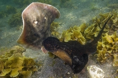 Haller's Round Rays (Urobatis halleri) Haller's Round Rays (Urobatis halleri)