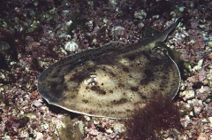 Cortez Round Stingaree (Urolophus maculatus) Cortez Round Stingaree (Urolophus maculatus)