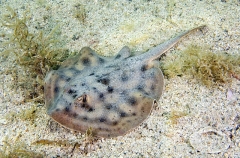 Cortez Round Stingaree (Urolophus maculatus) Cortez Round Stingaree (Urolophus maculatus)