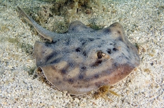Cortez Round Stingaree (Urolophus maculatus) Cortez Round Stingaree (Urolophus maculatus)