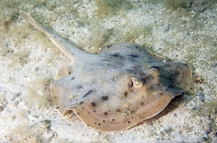 Cortez Round Stingaree (Urolophus maculatus) Cortez Round Stingaree (Urolophus maculatus)