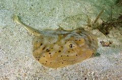 Cortez Round Stingaree (Urobatis maculatus) Cortez Round Stingaree (Urobatis maculatus)