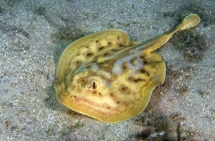 Cortez Round Stingaree (Urobatis maculatus) Cortez Round Stingaree (Urobatis maculatus)