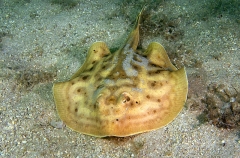 Cortez Round Stingaree (Urobatis maculatus) Cortez Round Stingaree (Urobatis maculatus)