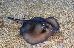 Sepia Stingaree (Urolophus aurantiacus) Sepia Stingaree (Urolophus aurantiacus)