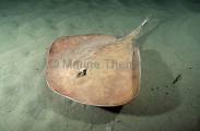 Sandyback Stingaree (Urolophus bucculentus) Sandyback Stingaree (Urolophus bucculentus)