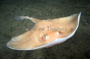 Sandyback Stingaree (Urolophus bucculentus) Sandyback Stingaree (Urolophus bucculentus)