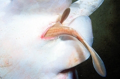 Sandyback Stingaree (Urolophus bucculentus) Sandyback Stingaree (Urolophus bucculentus)