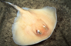 Sandyback Stingaree (Urolophus bucculentus) Sandyback Stingaree (Urolophus bucculentus)