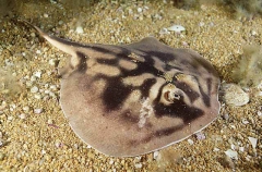Cross-back Stingaree (Urolophus cruciatus)