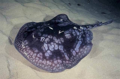Spotted Stingaree (Urolophus gigas)