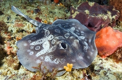Spotted Stingaree (Urolophus gigas) Spotted Stingaree (Urolophus gigas)