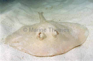 Sparsely-spotted Stingaree (Urolophus paucimaculatus) Sparsely-spotted Stingaree (Urolophus paucimaculatus)