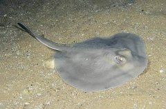 Sparsely-spotted Stingaree (Urolophus paucimaculatus) Sparsely-spotted Stingaree (Urolophus paucimaculatus)