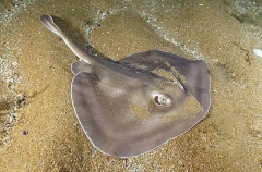 Sparsely-spotted Stingaree (Urolophus paucimaculatus)