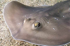 Sparsely-spotted Stingaree (Urolophus paucimaculatus) Sparsely-spotted Stingaree (Urolophus paucimaculatus)
