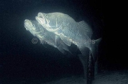 Barramundi (Lates calcarifer)