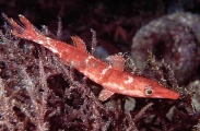 Sharp-nose Rock-whiting (Siphonognathus caninus) Sharp-nose Rock-whiting (Siphonognathus caninus)