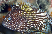 Comet (Calloplesiops altivelis) Comet (Calloplesiops altivelis)
