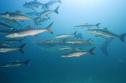 Cobia (Rachycentron canadum) Cobia (Rachycentron canadum)