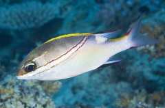 Bridled Monocle Bream (Scolopsis bilineatus) Bridled Monocle Bream (Scolopsis bilineatus)