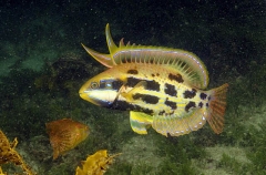 Rainbow Cale (Odax acroptilus) Rainbow Cale (Odax acroptilus)