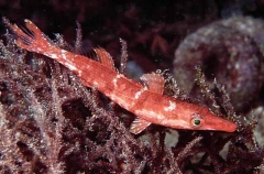 Sharp-nose Rock-whiting (Siphonognathus caninus)