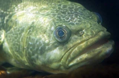 Marbled Rockcod (Notothenia rossii)