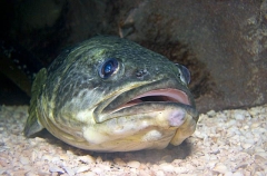 Marbled Rockcod (Notothenia rossii) Marbled Rockcod (Notothenia rossii)