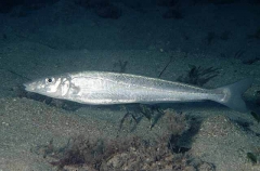 King George Whiting (Sillaginodes punctatus) King George Whiting (Sillaginodes punctatus)