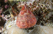 Top Shell (Trochus maculatus) Top Shell (Trochus maculatus)
