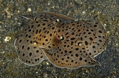 Side-gilled Slugs (Euselenops luniceps) Side-gilled Slugs (Euselenops luniceps)