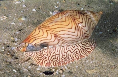 Undulate Volute (Amoria undulata) Undulate Volute (Amoria undulata)
