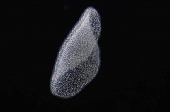 This gelatinous disk of eggs is about two inches across and was photographed in open ocean at night, several miles off the Big Island of Hawaii.