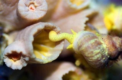 Wentletrap Snail (Epitonium billeeanum) Wentletrap Snail (Epitonium billeeanum)