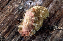 Keyhole Limpet (Amblychilepas nigrita) Keyhole Limpet (Amblychilepas nigrita)