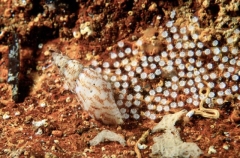 Mitre Shell (Mitra sp.) Mitre Shell (Mitra sp.)